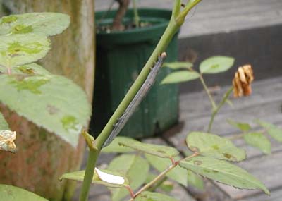 f0059818_12275461.jpg