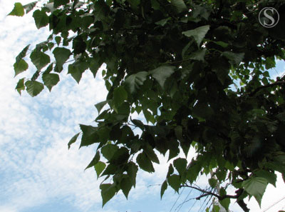 e0021328_02892.jpg