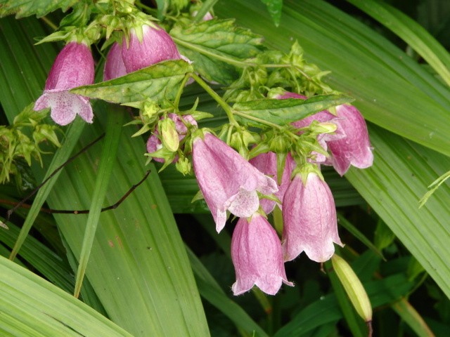 b0061261_22454418.jpg