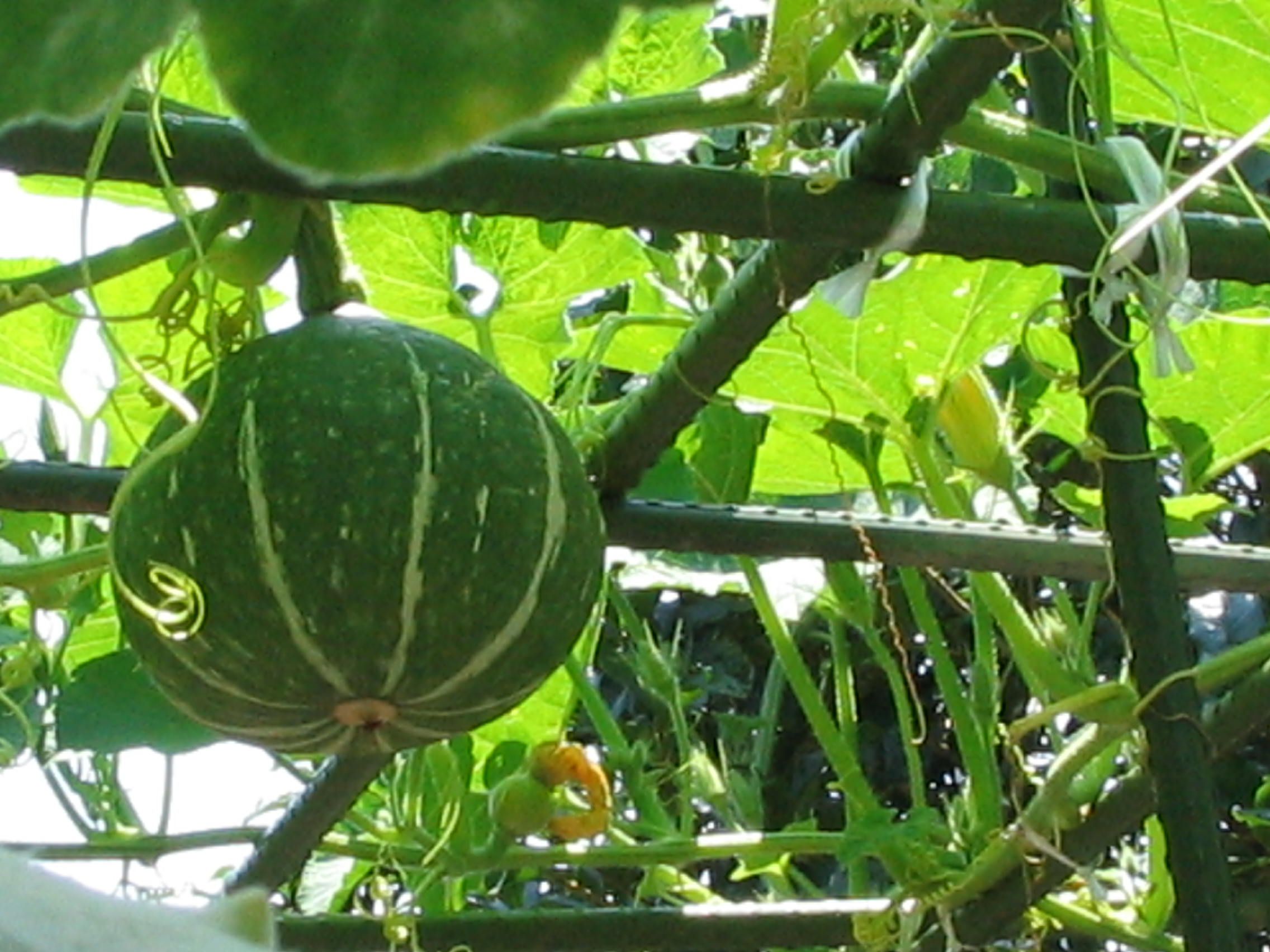 f0032170_11382043.jpg