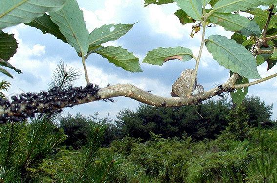 f0090680_8385176.jpg