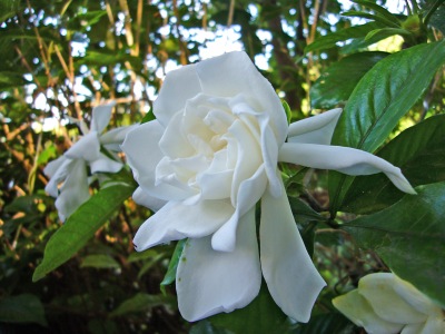 f0036700_21453275.jpg
