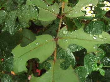 f0041606_20302248.jpg