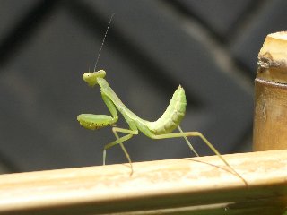 b0061107_9302132.jpg