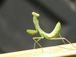 b0061107_9303023.jpg
