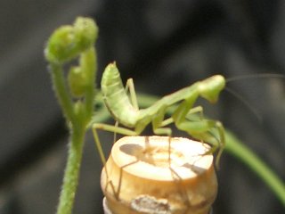 b0061107_9305015.jpg