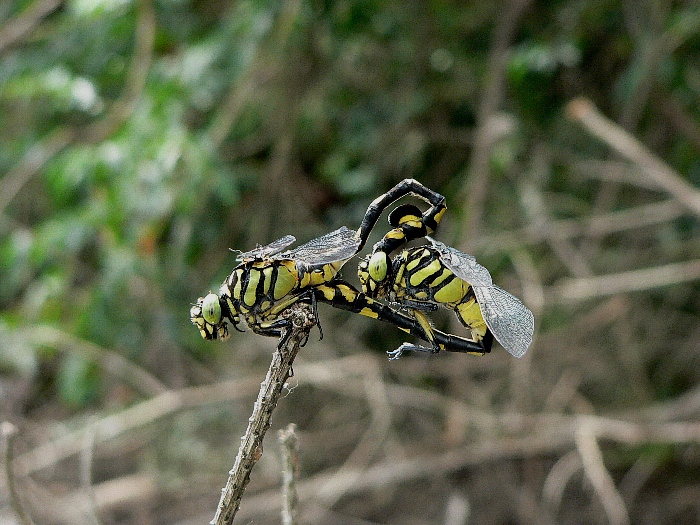 e0002314_1438464.jpg