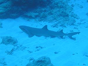 e0073418_23443535.jpg