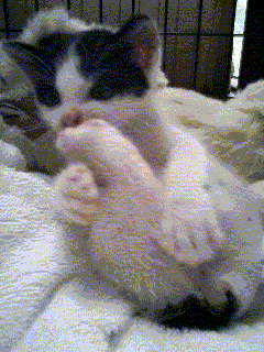 e0000126_2131117.gif