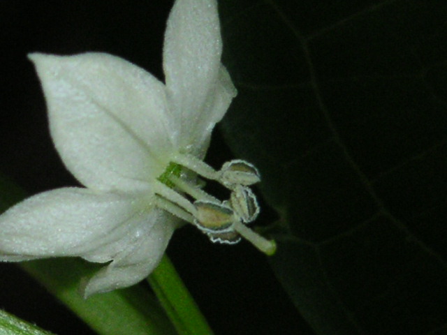 a0020929_933846.jpg