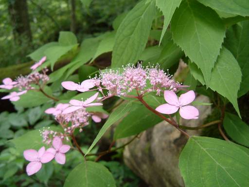 c0077338_15453484.jpg