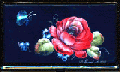 e0069481_20443967.gif