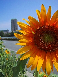 b0073782_1723260.jpg
