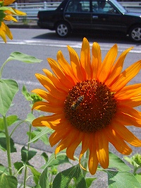 b0073782_1732281.jpg
