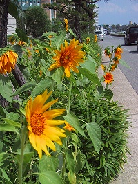 b0073782_173461.jpg
