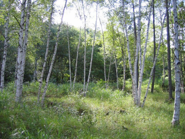 b0089190_3164584.jpg