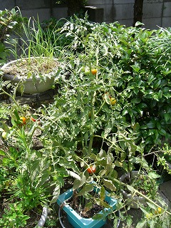 c0076204_1726929.jpg