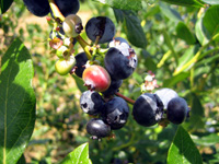 b0059509_949471.jpg