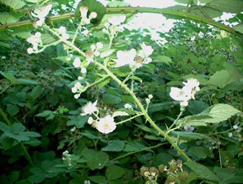 c0018716_13503578.jpg