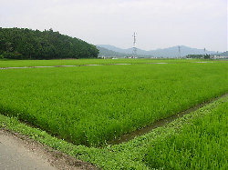 a0009666_826082.jpg
