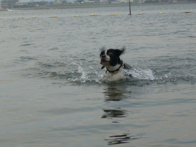 d0070702_217374.jpg