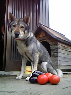 f0079202_1039306.jpg