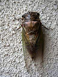 f0000521_917519.jpg