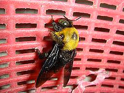 f0000521_9211964.jpg