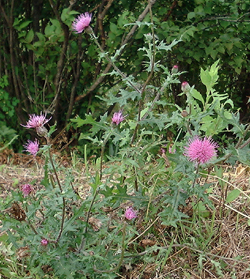 f0060424_21575062.jpg