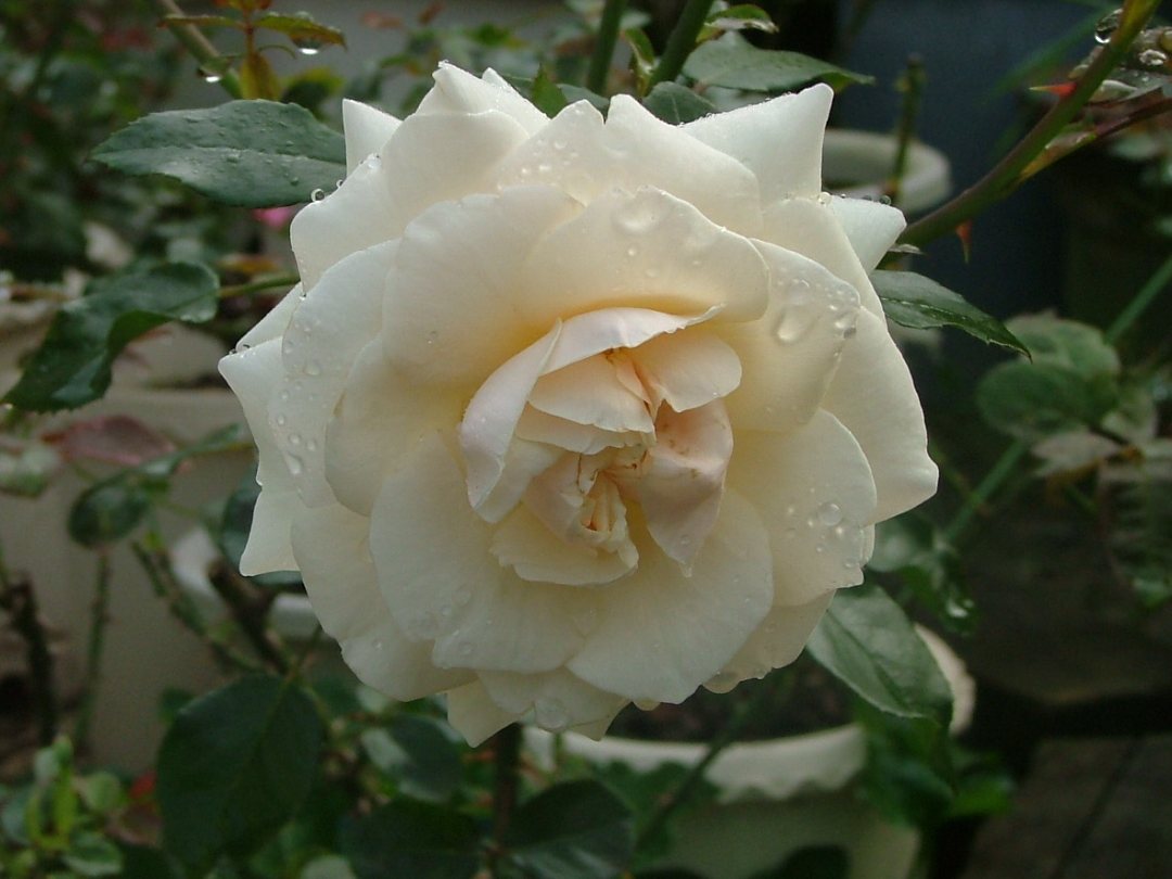 c0045227_10205522.jpg