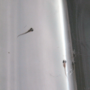d0048332_159141.gif