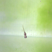 d0048332_1594177.gif