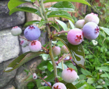 f0088647_22412445.jpg