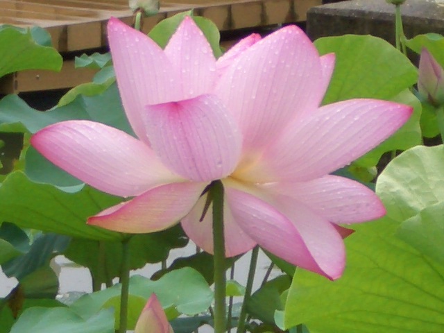 b0095760_2341710.jpg