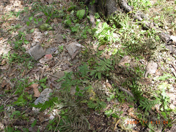 e0024206_2040646.jpg