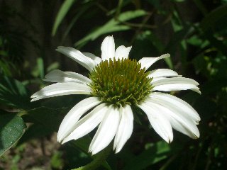 b0061107_7273111.jpg