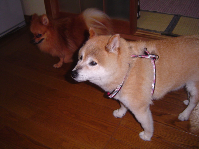 f0012924_2343741.jpg