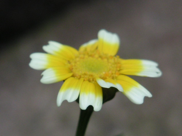 a0020929_17412799.jpg