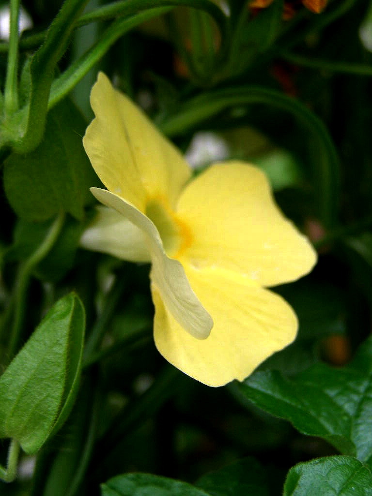 e0064158_1561489.jpg