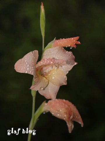 b0056790_6503569.jpg