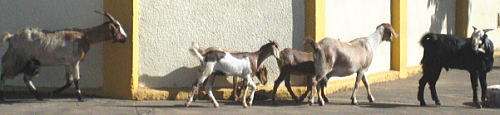 e0028810_335347.jpg