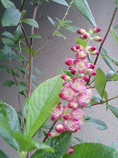 e0026017_21243517.jpg