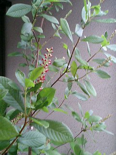 e0026017_2143186.jpg