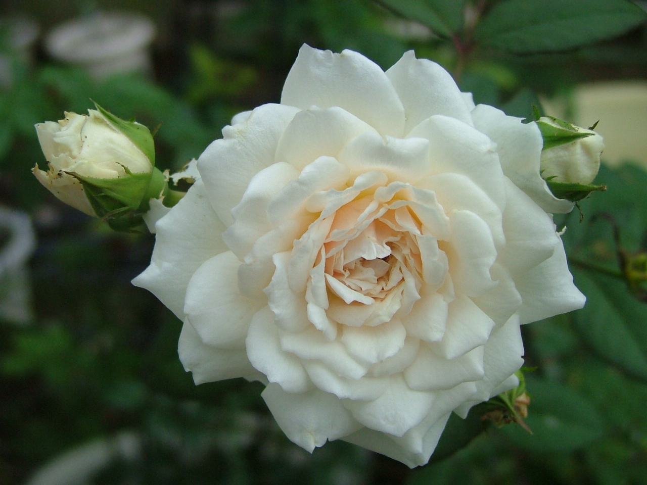 c0045227_2391130.jpg