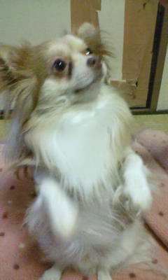c0079143_11254435.jpg