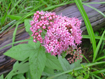 a0001354_18274990.jpg