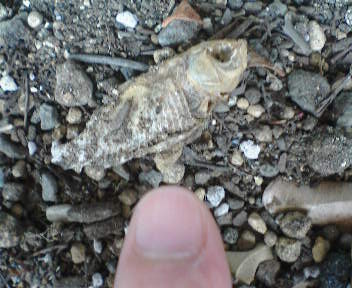 b0009665_144990.jpg