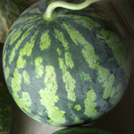 e0030085_1122996.jpg