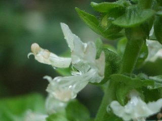 b0061107_062955.jpg