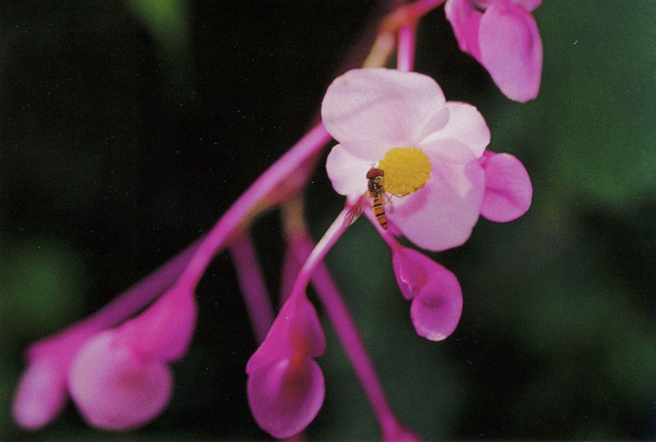 d0007830_655479.jpg